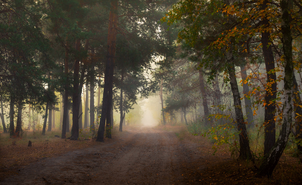 Фотографія Туманное утро в лесу, октябрь / Галанзовская Оксана / photographers.ua