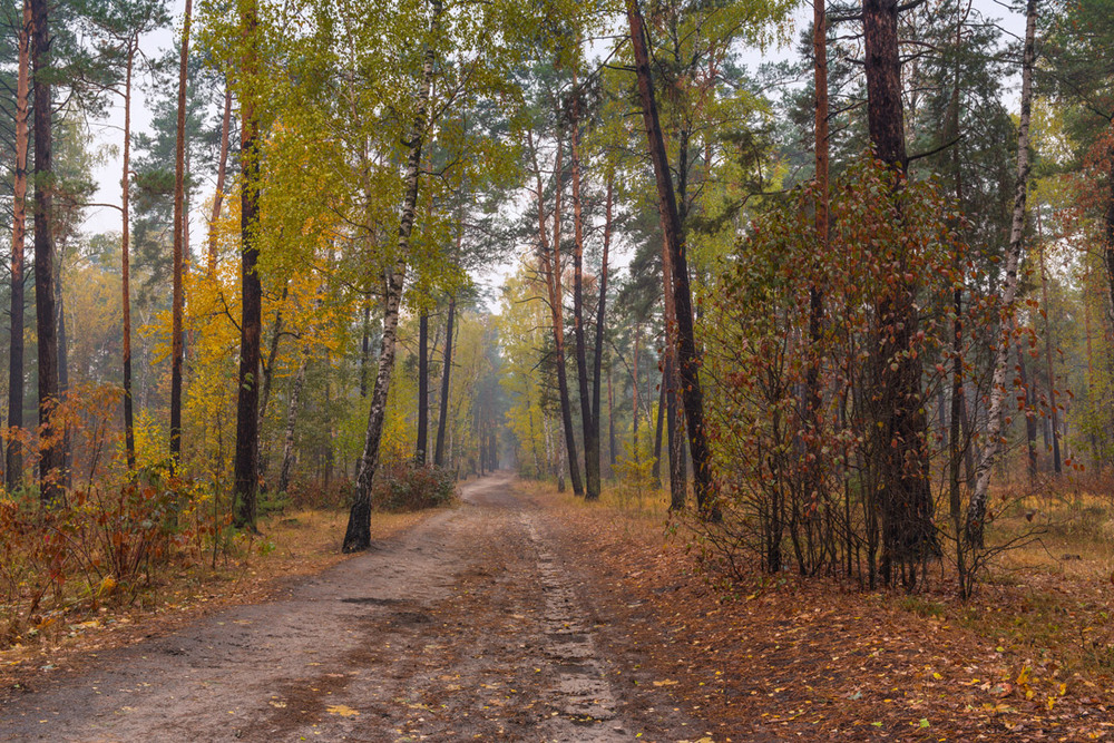Фотографія Осень в лесу / Галанзовская Оксана / photographers.ua