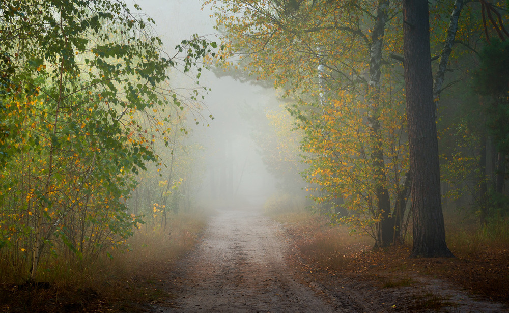 Фотографія Белый туман молочный утром накроет лес... / Галанзовская Оксана / photographers.ua