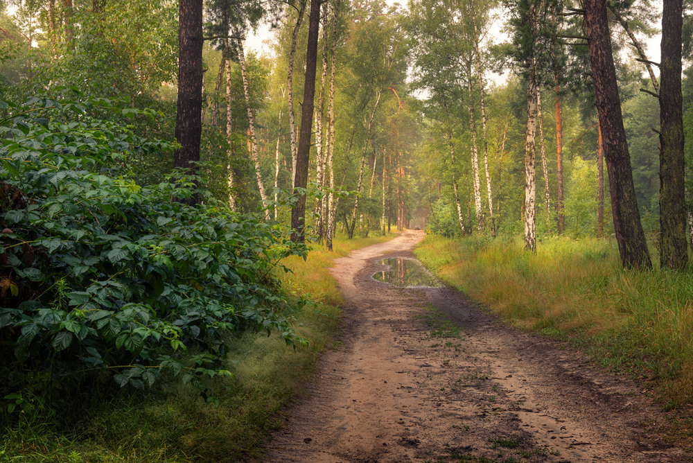 Фотографія Нічна гроза пройшла і знов приємно в лісі / Галанзовская Оксана / photographers.ua