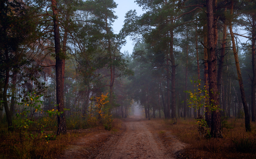 Фотографія Mysterious forest / Галанзовская Оксана / photographers.ua