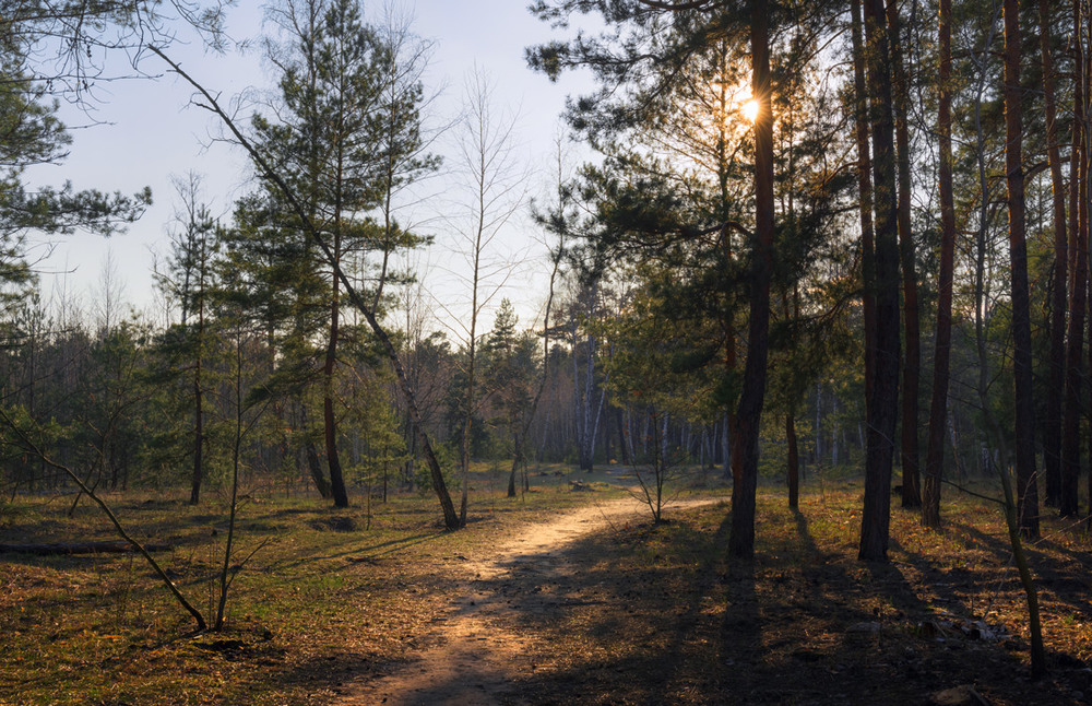 Фотографія Стоит недвижно и безмолвно лес прозрачный / Галанзовская Оксана / photographers.ua