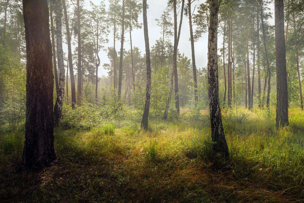 Фотографія Прозрачным пледом лес стоит укутан / Галанзовская Оксана / photographers.ua