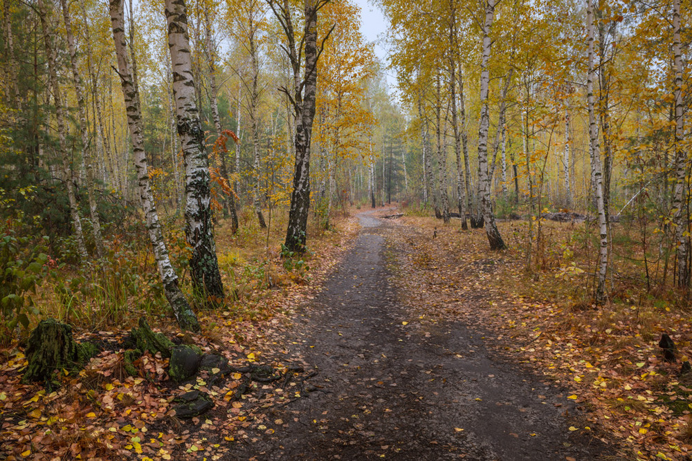 Фотографія Осень ворвалась в чертоги лесные / Галанзовская Оксана / photographers.ua