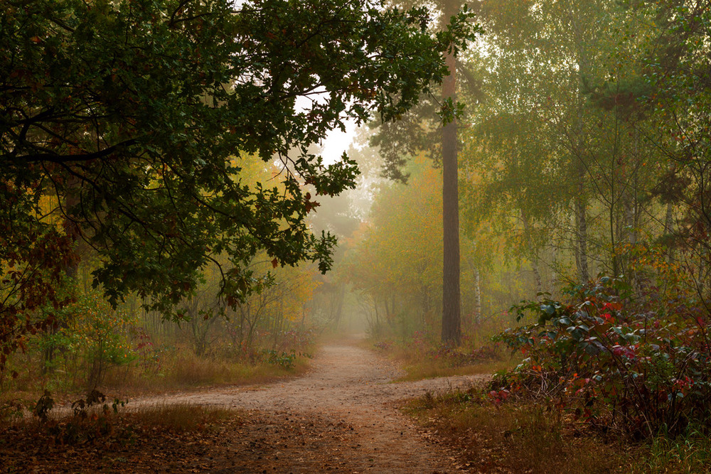 Фотографія Осенний лес...Октябрь, изменчива погода / Галанзовская Оксана / photographers.ua
