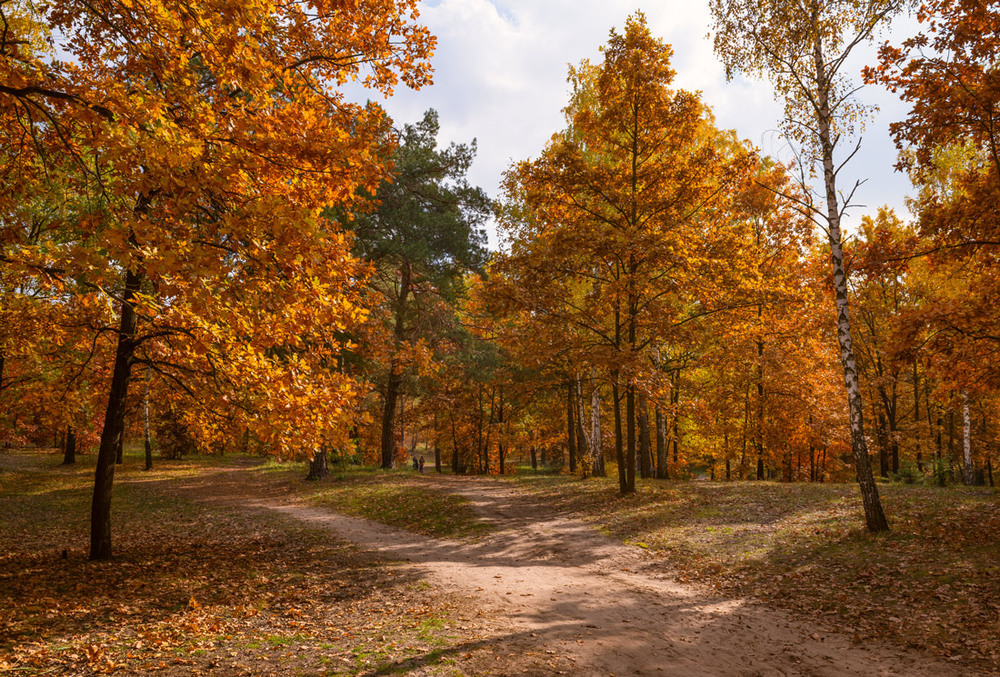 Фотографія Солнце играло листвою октябрьского леса / Галанзовская Оксана / photographers.ua