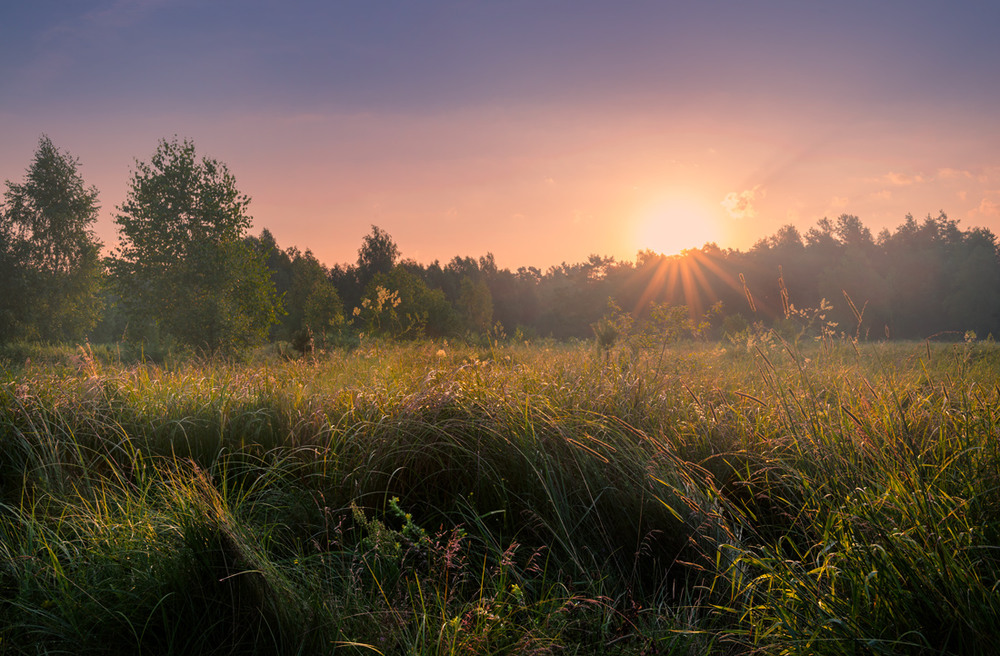 Фотографія Как пахнут травы на рассвете... / Галанзовская Оксана / photographers.ua