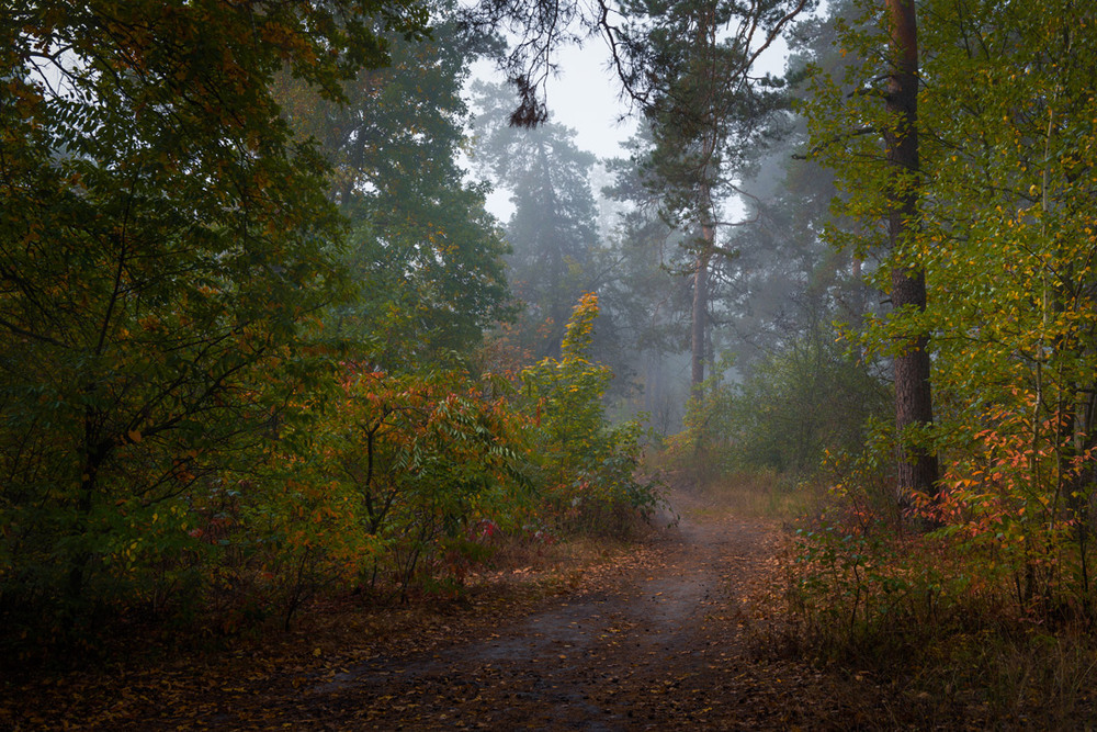 Фотографія Дремлет лес под осенней вуалью / Галанзовская Оксана / photographers.ua