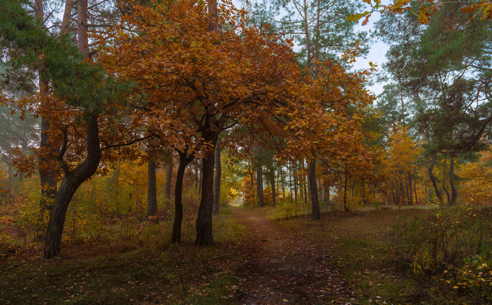 Фотографія Проснулся лес в оковах золотых / Галанзовская Оксана / photographers.ua