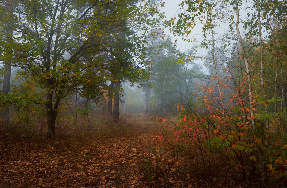 Фотографія Осенний лес / Галанзовская Оксана / photographers.ua
