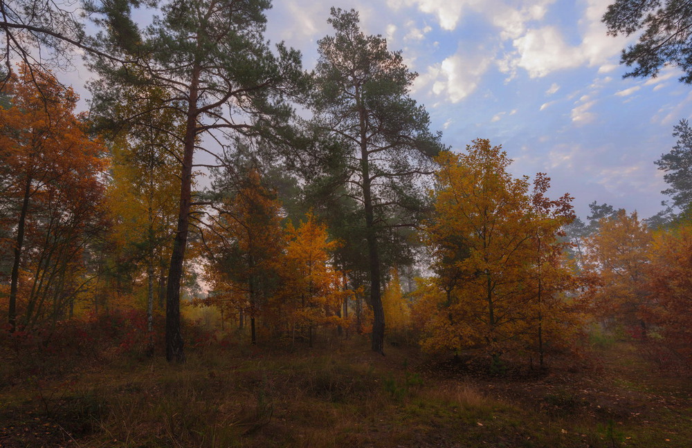 Фотографія В разноцветных шалях лес стоит красивый / Галанзовская Оксана / photographers.ua