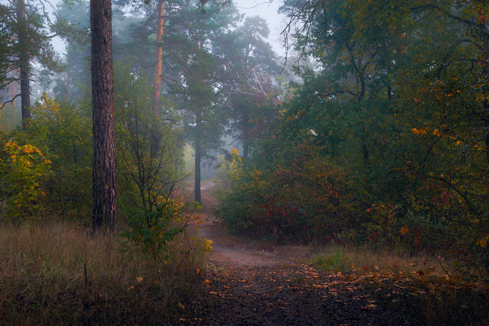 Фотографія Продрогли сосны, лес стоит в печали / Галанзовская Оксана / photographers.ua