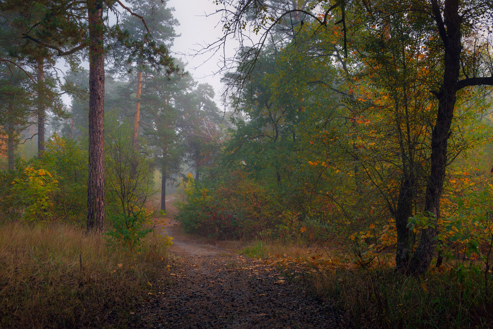 Фотографія Тихая осень, сырые дороги / Галанзовская Оксана / photographers.ua