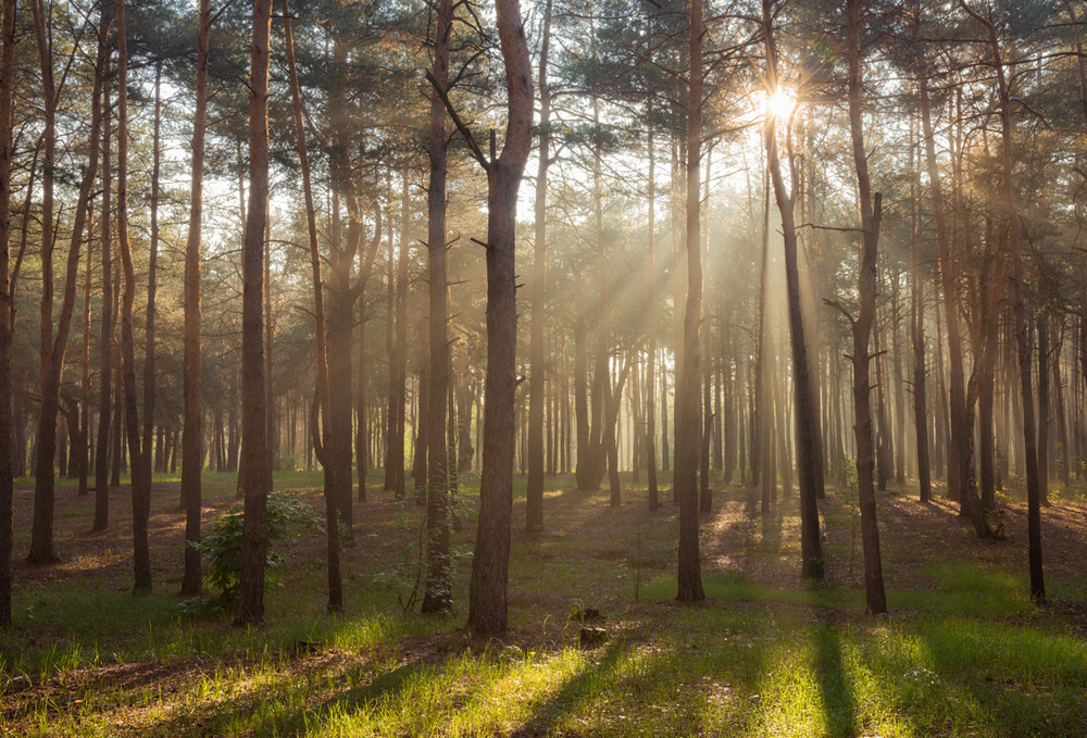 Фотографія Лучами вешними весь лес стоит объят / Галанзовская Оксана / photographers.ua