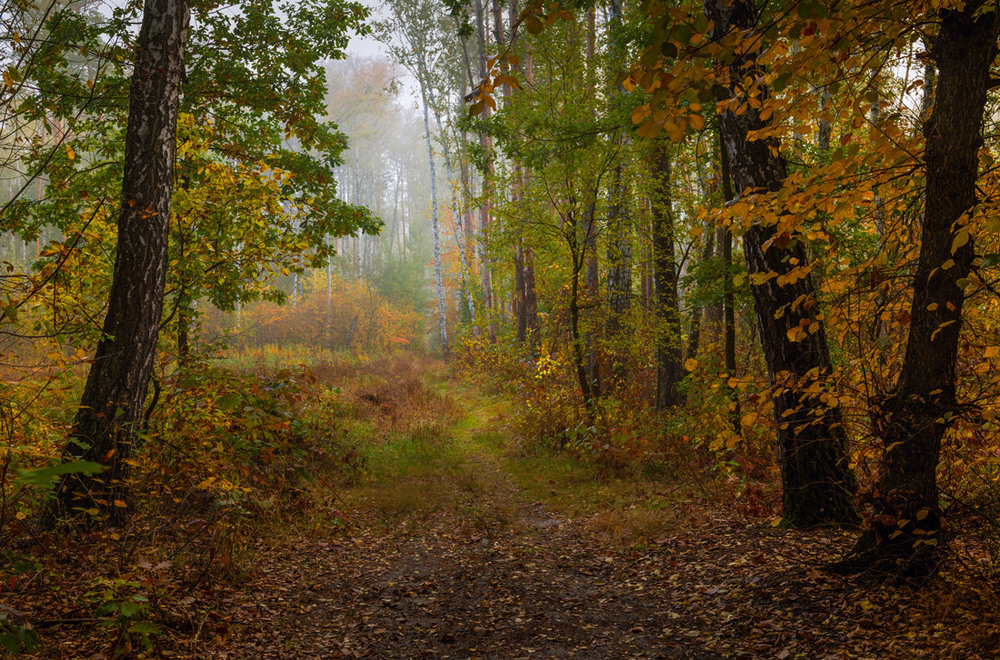 Фотографія Гуляет осень по болоту / Галанзовская Оксана / photographers.ua