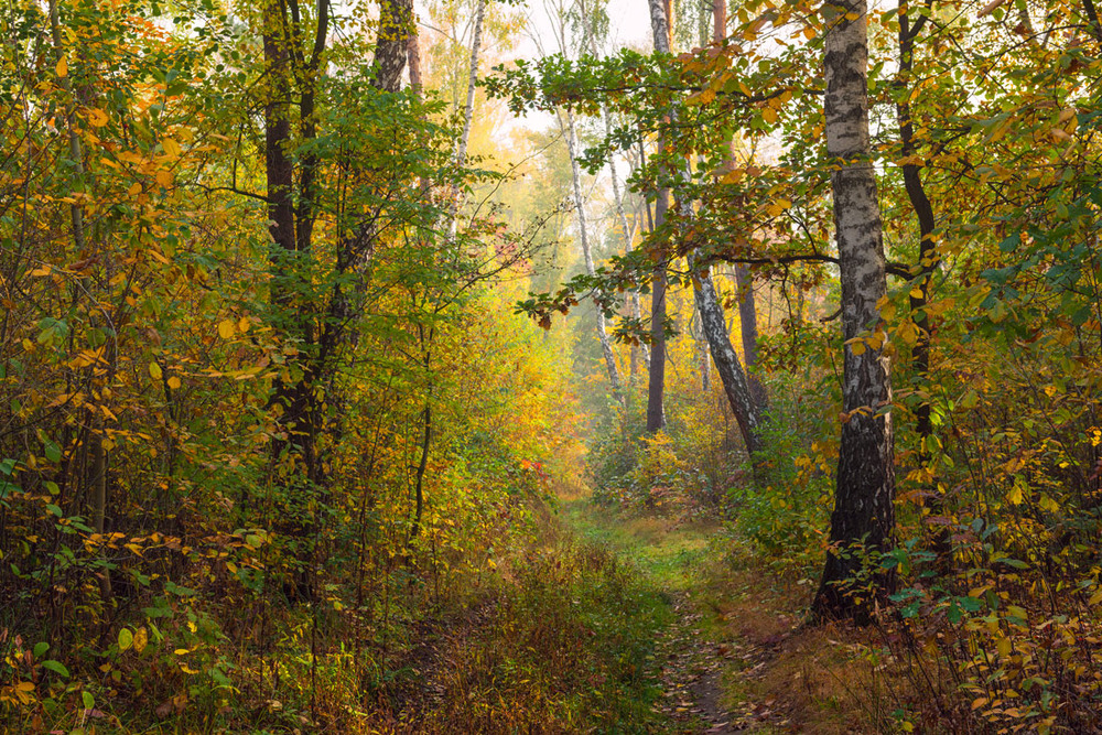 Фотографія Заглянула осень на болото / Галанзовская Оксана / photographers.ua