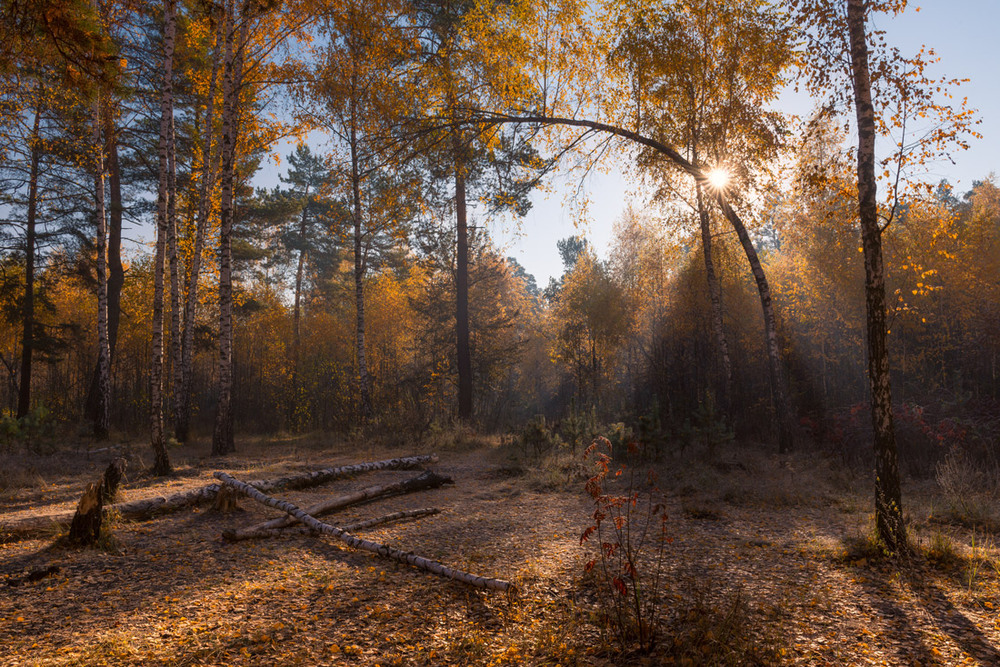 Фотографія Утренним светом пронизан, стоит замороженный лес / Галанзовская Оксана / photographers.ua