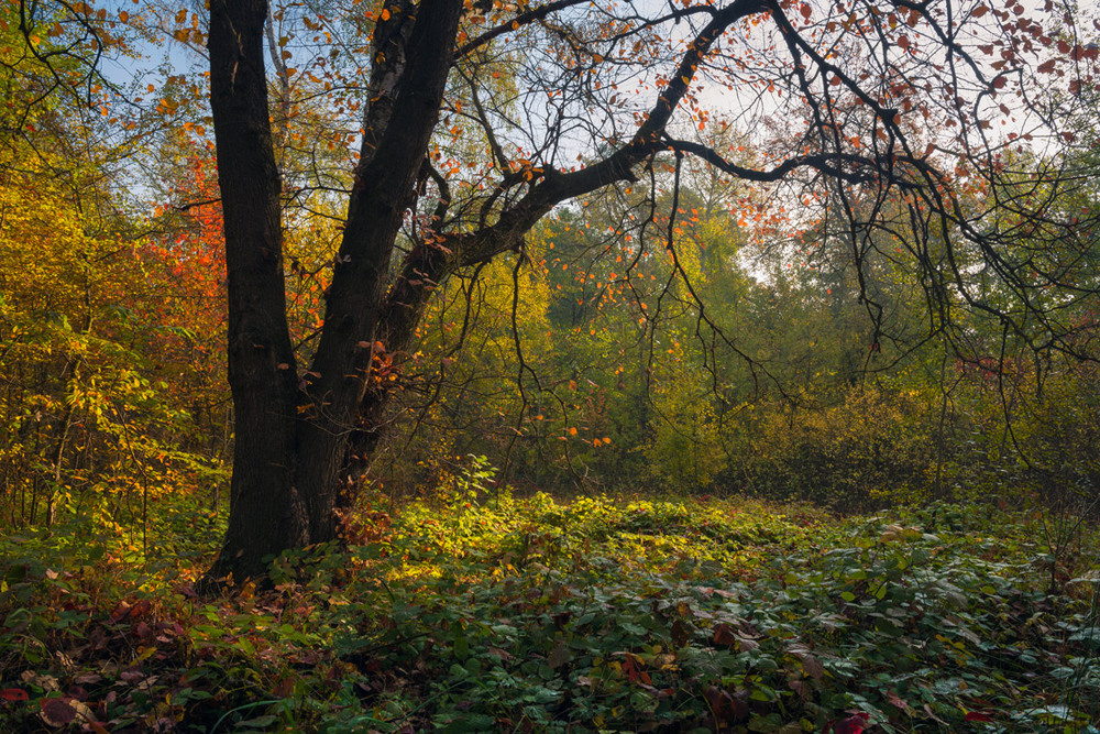 Фотографія И с каждым утром всё прозрачней становятся леса / Галанзовская Оксана / photographers.ua