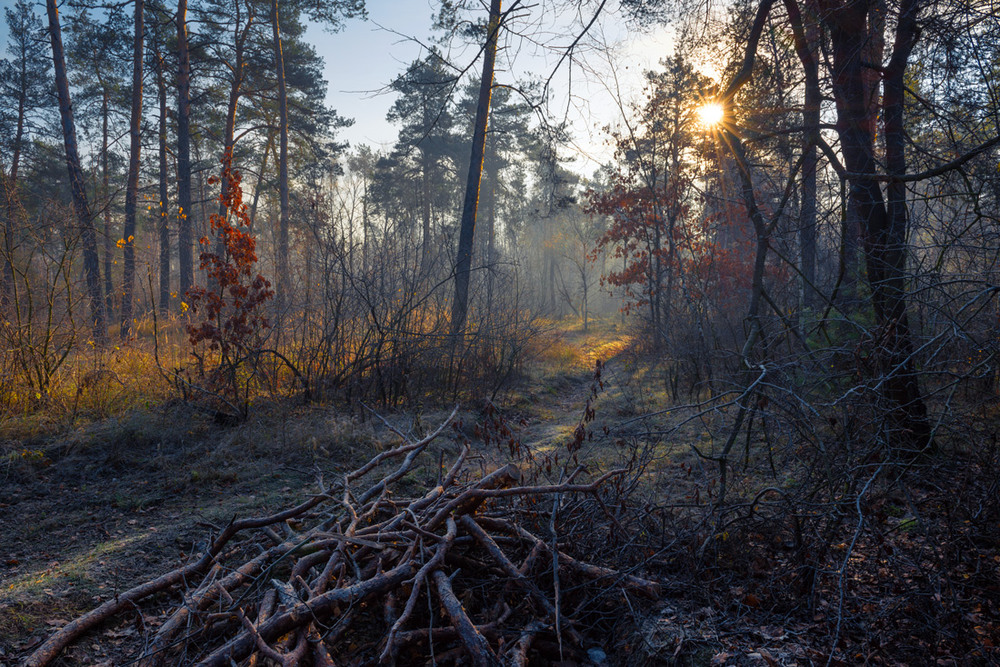 Фотографія Стынет земля под покровами леса / Галанзовская Оксана / photographers.ua