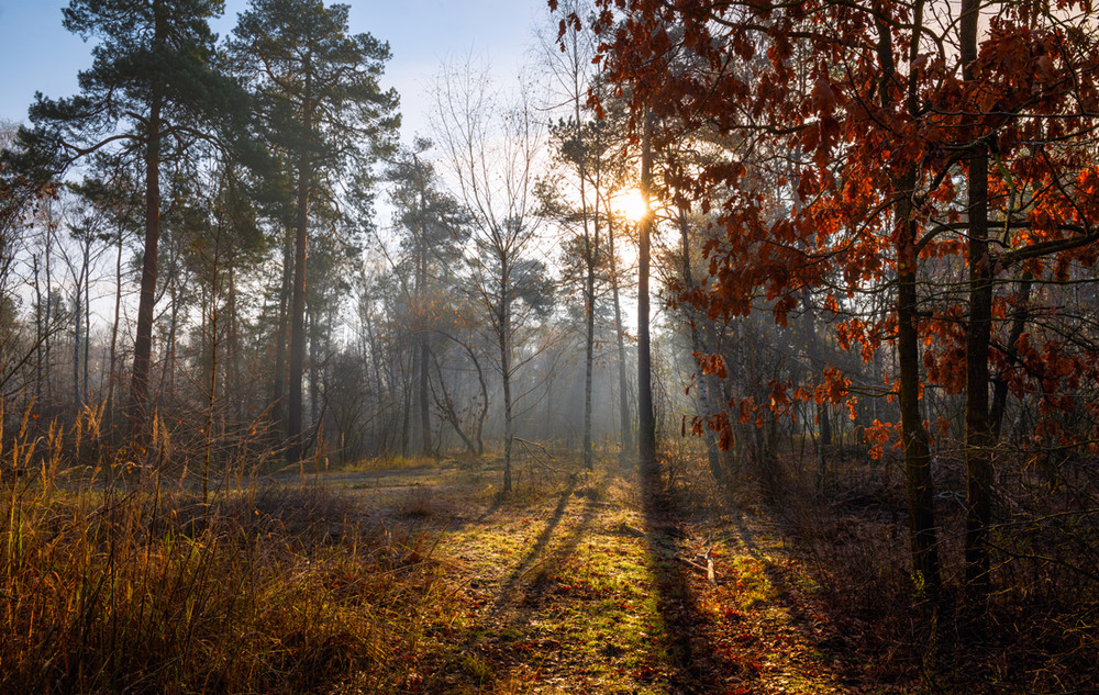 Фотографія И золотой осенний лист с деревьев и кустов слетает / Галанзовская Оксана / photographers.ua