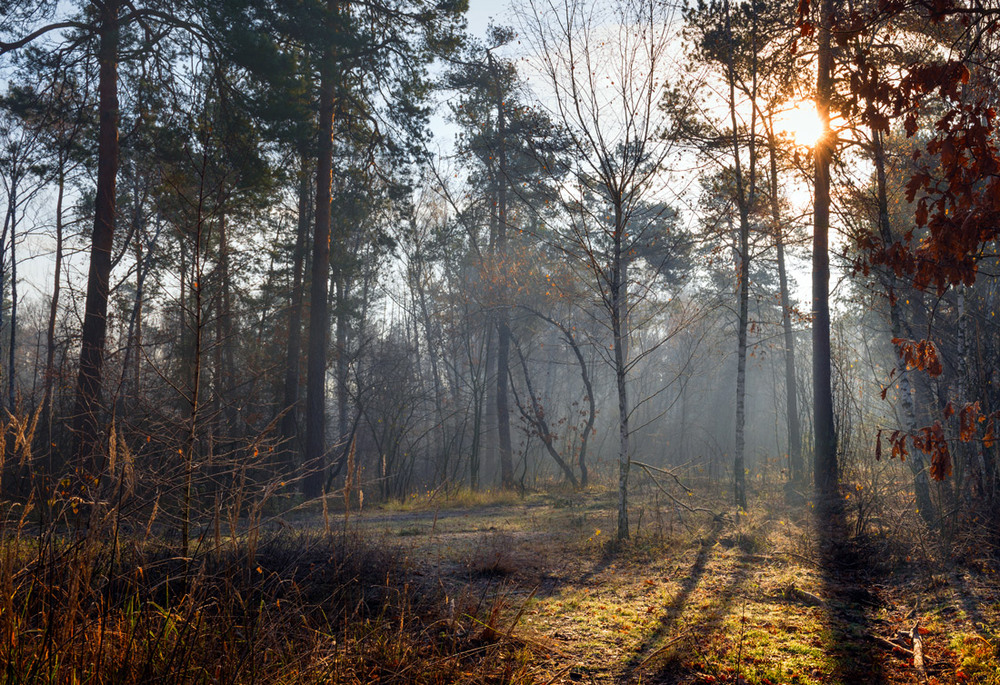 Фотографія Всё холодней в лесу. Ноябрь / Галанзовская Оксана / photographers.ua