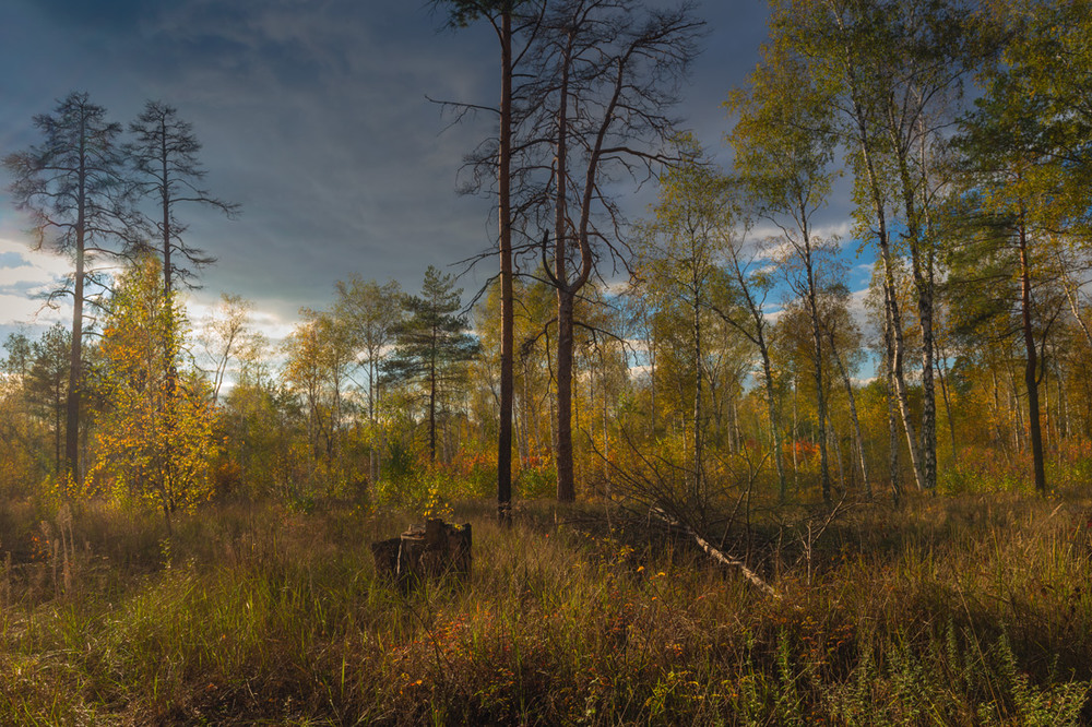 Фотографія Осень подкралась к лесному чертогу / Галанзовская Оксана / photographers.ua