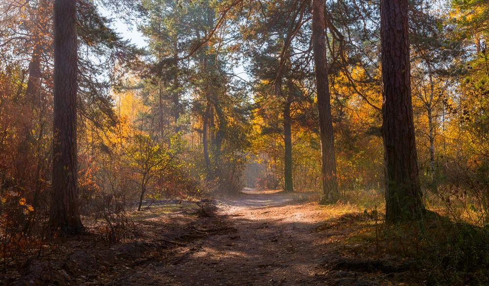 Фотографія Жовтневий ліс стояв у всій красі / Галанзовская Оксана / photographers.ua