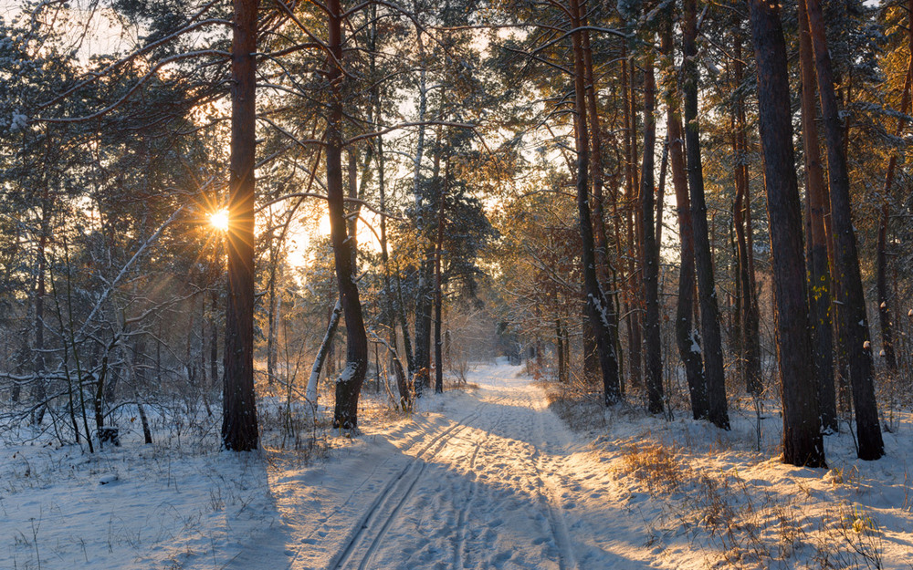 Фотографія Утро в лесу. Ноябрь / Галанзовская Оксана / photographers.ua