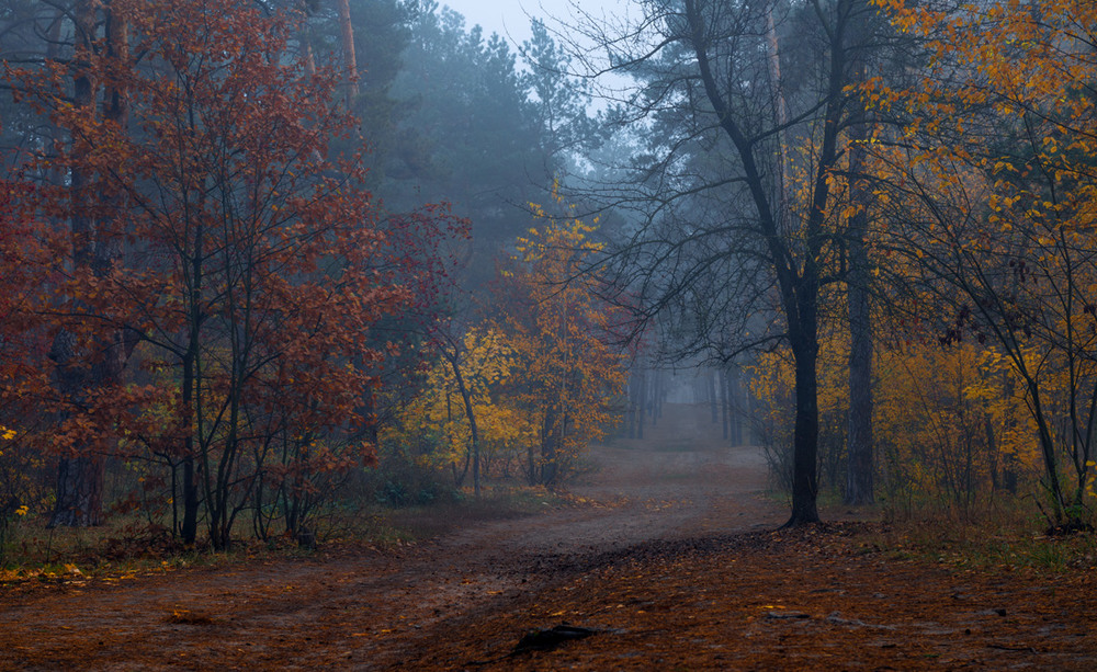 Фотографія Туман индиго лёг на старый лес / Галанзовская Оксана / photographers.ua