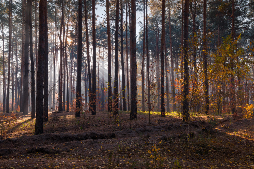 Фотографія Одолевая мрак, пробьётся солнца луч / Галанзовская Оксана / photographers.ua