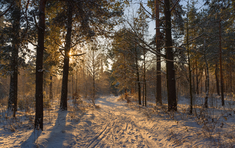 Фотографія Морозный лес торжественный и величавый / Галанзовская Оксана / photographers.ua