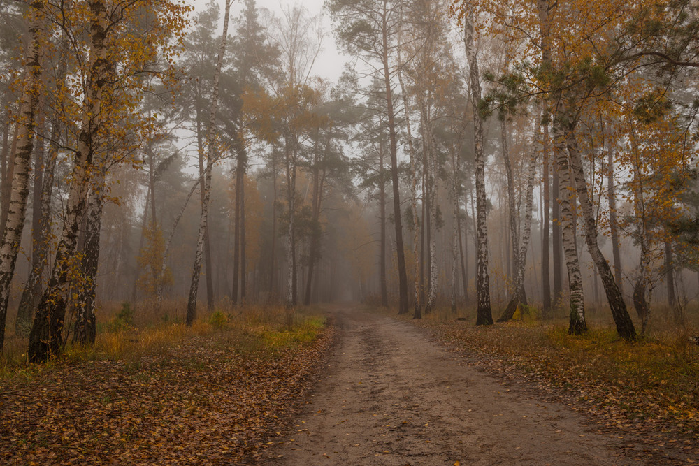 Фотографія За завесою тумана осень бродит по полянам / Галанзовская Оксана / photographers.ua