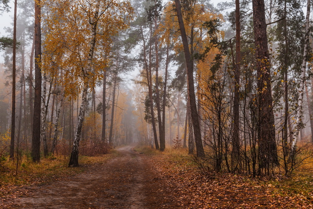 Фотографія Разгулялась осень в мокрых долах / Галанзовская Оксана / photographers.ua