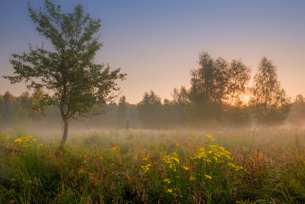 Фотографія Курился утренний туман по тихим рощам и низинам / Галанзовская Оксана / photographers.ua