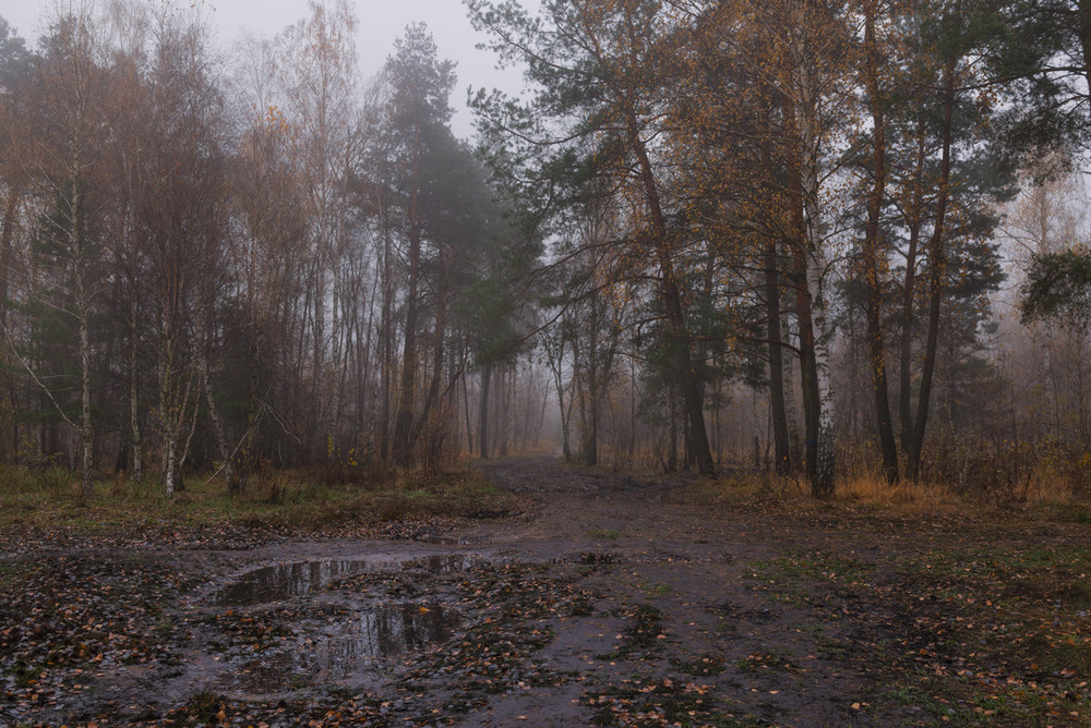 Фотографія Туман мохнатый зыбит мглу / Галанзовская Оксана / photographers.ua