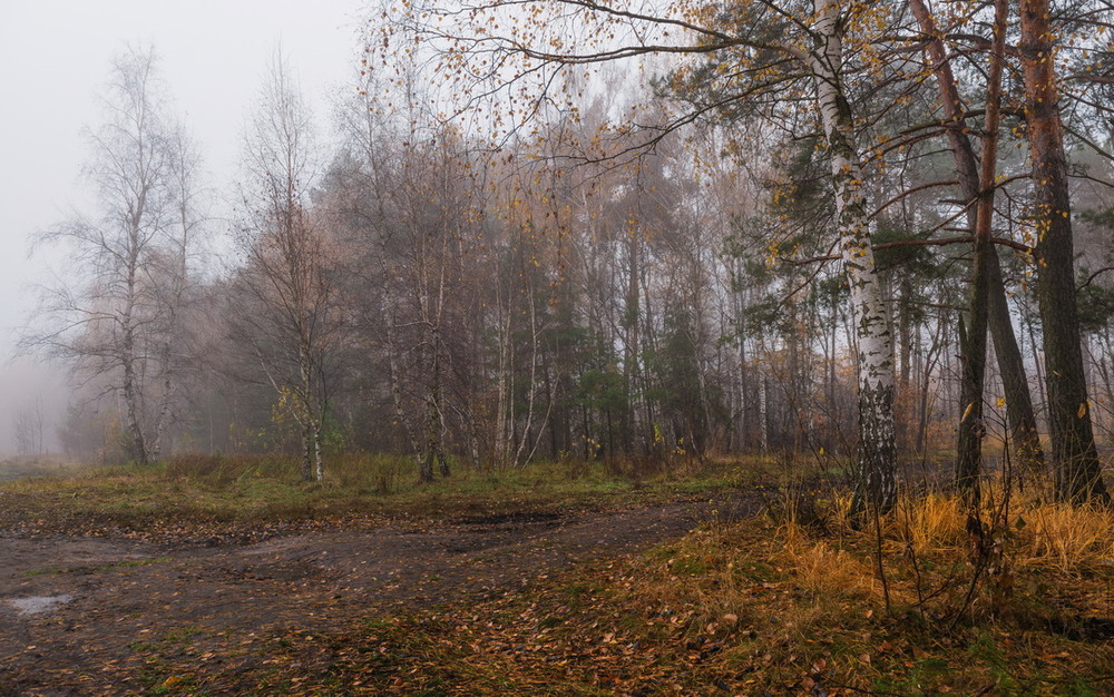 Фотографія Берёзовый туман / Галанзовская Оксана / photographers.ua