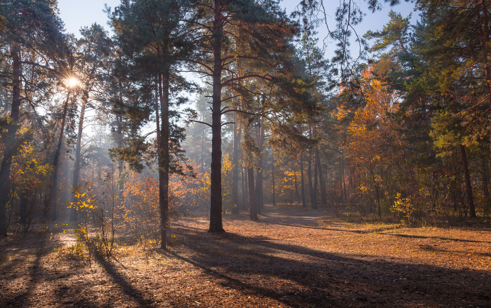 Фотографія И солнца луч согрел холодный лес / Галанзовская Оксана / photographers.ua
