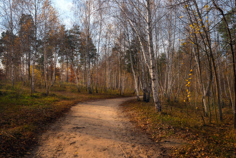 Фотографія Я так люблю осенний лес... / Галанзовская Оксана / photographers.ua