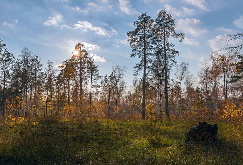 Фотографія Осенний тихий лес похож на сказку / Галанзовская Оксана / photographers.ua