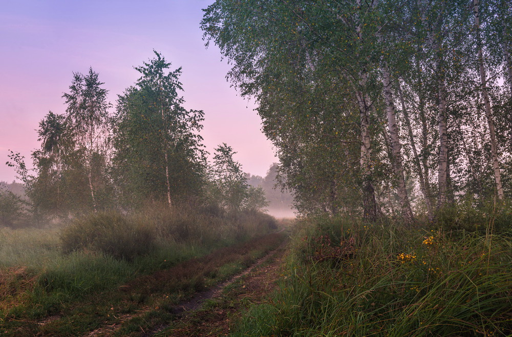 Фотографія Жемчужно-розовый рассвет укутал сонный луг туманом / Галанзовская Оксана / photographers.ua
