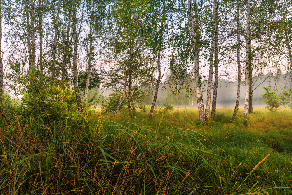 Фотографія И грустно шепчут травы мне про осень / Галанзовская Оксана / photographers.ua