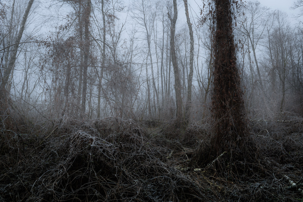 Фотографія Как будто выключили краски и лес померк средь бела дня / Галанзовская Оксана / photographers.ua