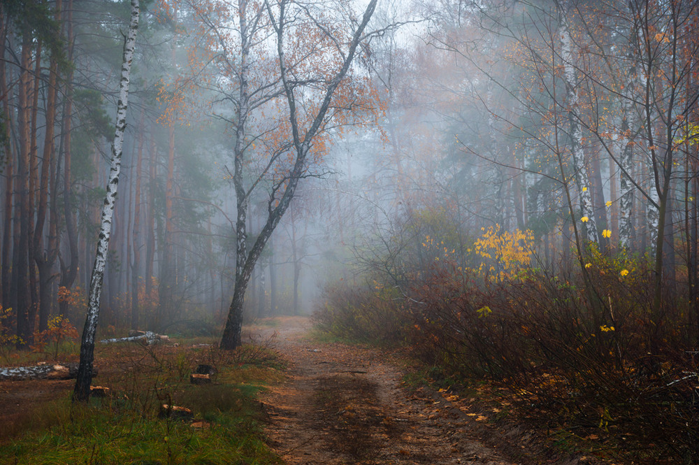 Фотографія Туман ноябрьский лес окутал / Галанзовская Оксана / photographers.ua