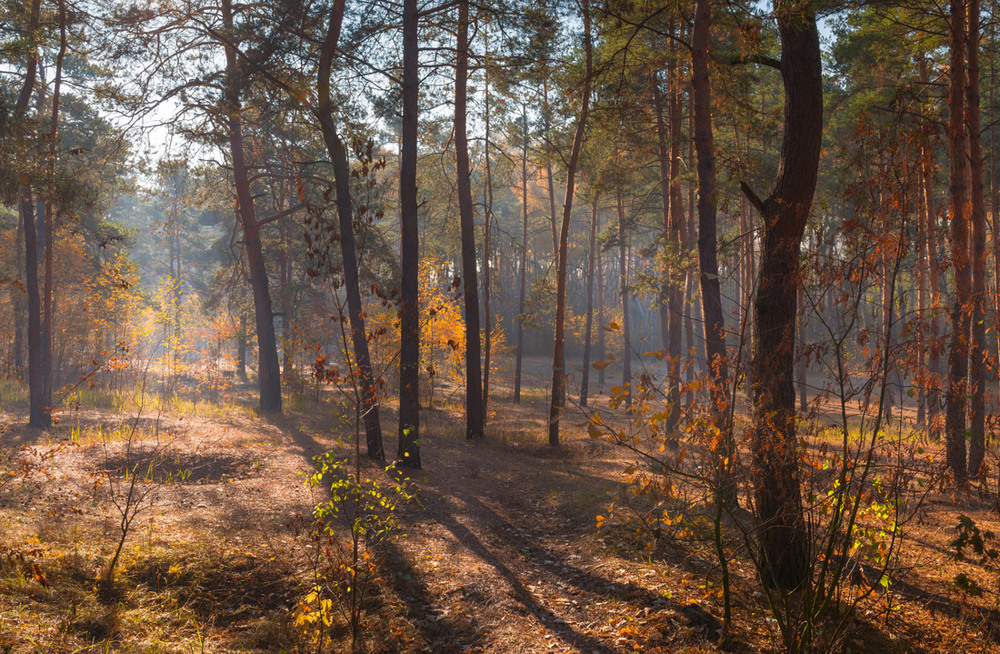 Фотографія Солнечное утро, октябрь / Галанзовская Оксана / photographers.ua