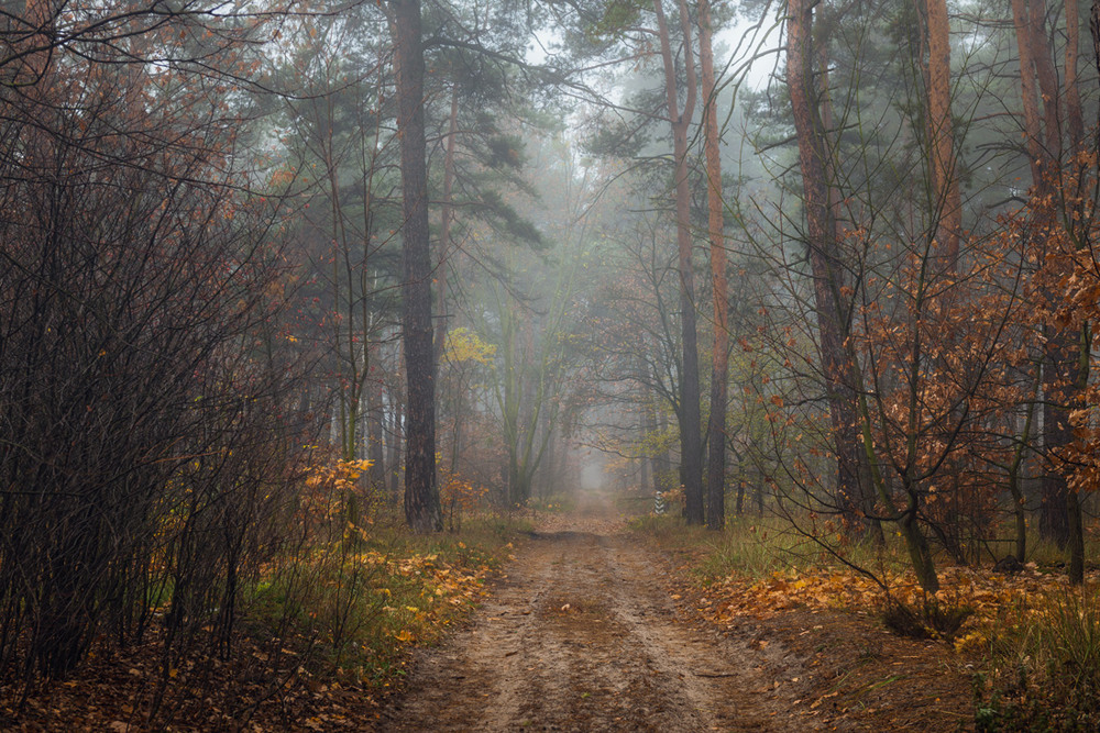 Фотографія Пустеют долы леса, холодает / Галанзовская Оксана / photographers.ua