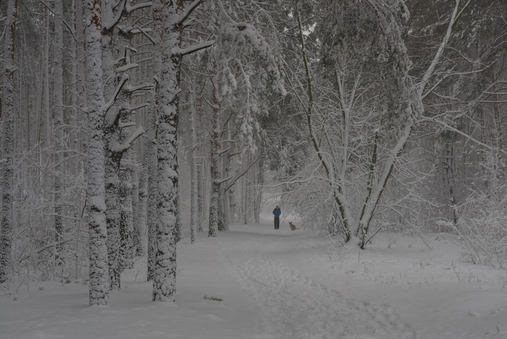 Фотографія Прогулки в лесу. Снегопад / Галанзовская Оксана / photographers.ua
