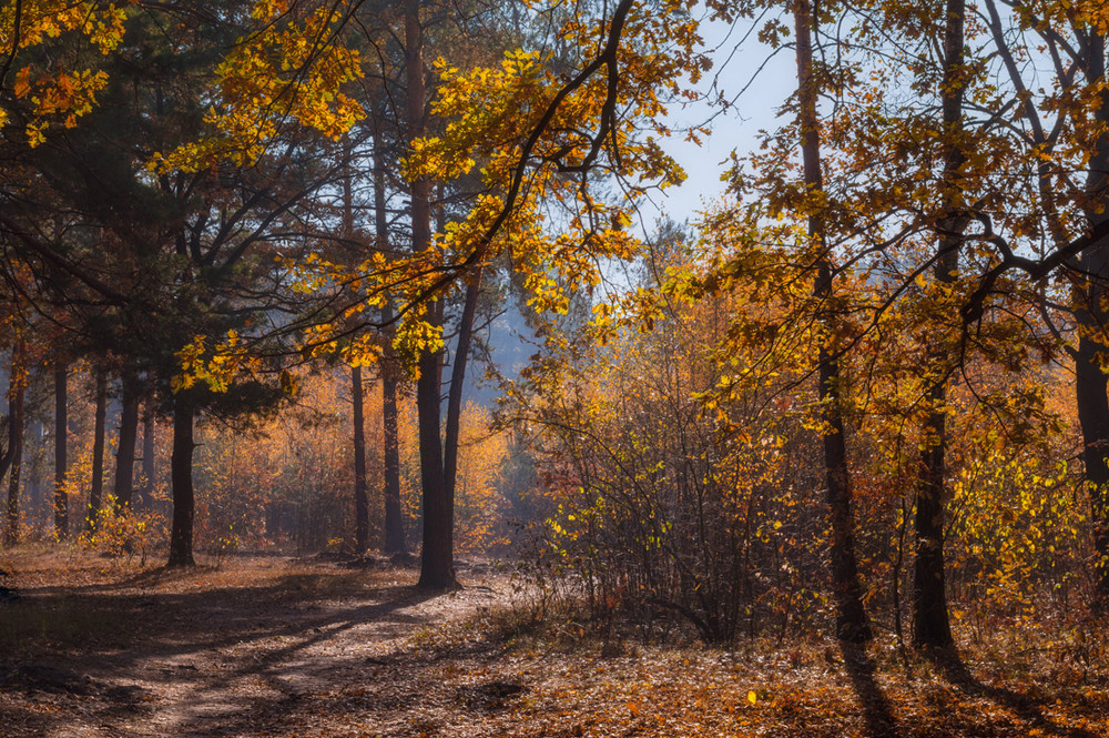 Фотографія Осенних рощ большие перемены / Галанзовская Оксана / photographers.ua