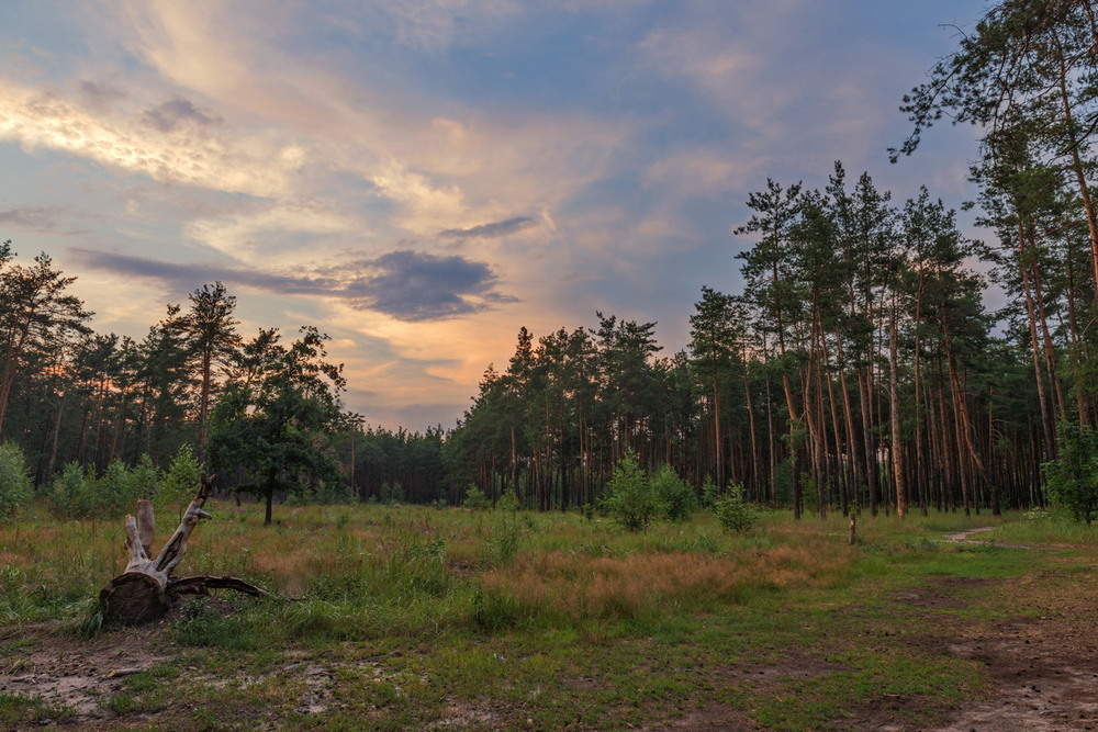 Фотографія Где - то за лесом закат / Галанзовская Оксана / photographers.ua