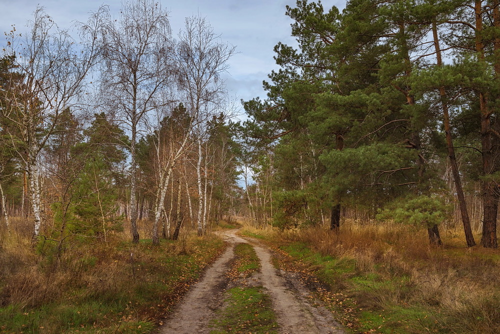 Фотографія Что может быть лучше дороги лесной / Галанзовская Оксана / photographers.ua