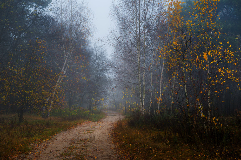 Фотографія Редеет лес, ноябрь наступил / Галанзовская Оксана / photographers.ua